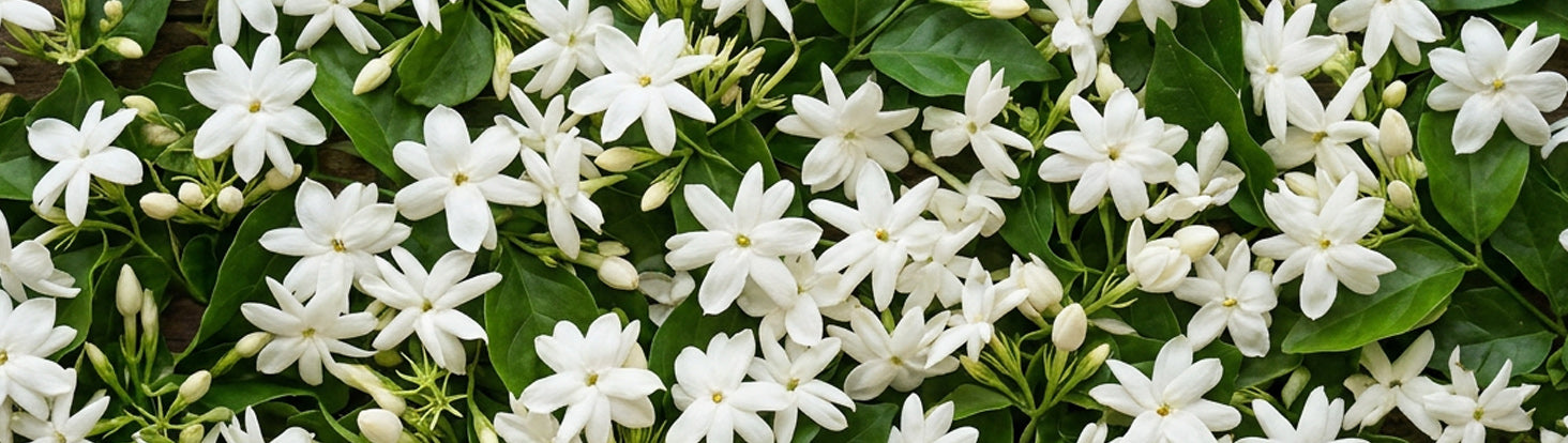 Ingredient Spotlight: JASMIN