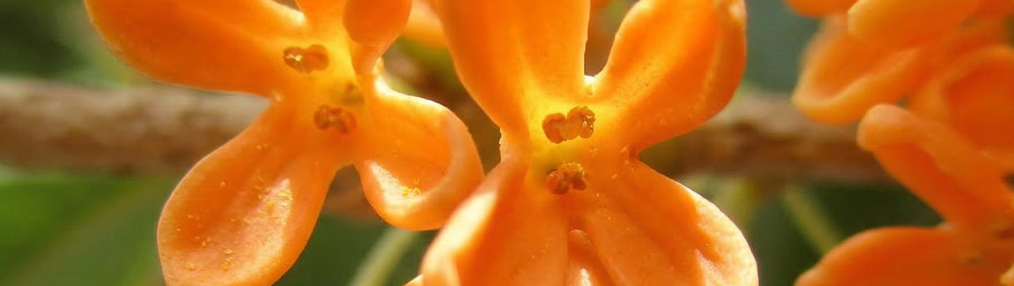 Ingredient Spotlight: OSMANTHUS