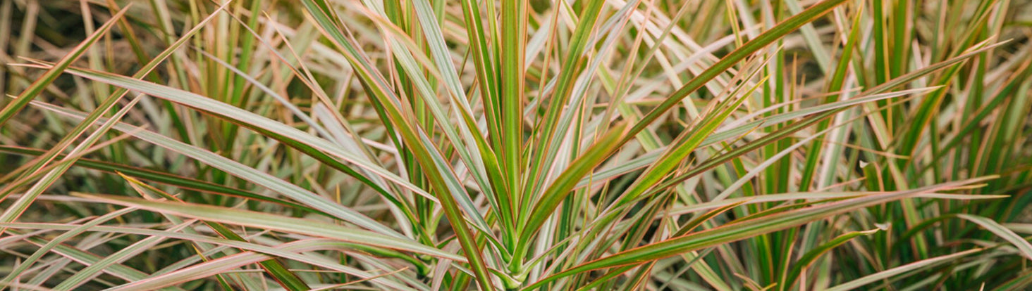 Ingredient Spotlight: VETIVER