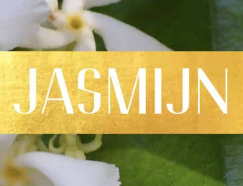 Parfum Ingredient: Jasmijn